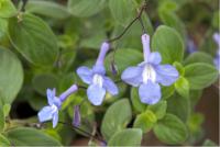 Streptocarpus saxorum (3475_0.jpg)