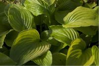 Hosta plantaginea var. grandiflora (3491_0.jpg)