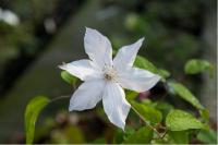 Clematis 'Jackmannii Alba' (3494_0.jpg)