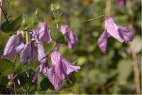 Clematis 'Aljonushka' (3496_0.jpg)