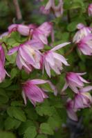 Clematis 'Pink Flamingo' (3515_0.jpg)