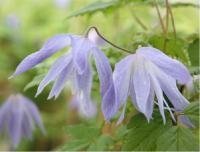 Clematis 'Wesselton' (3524_0.jpg)