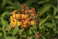 Euphorbia griffithii 'Fireglow' (352_0.jpg)