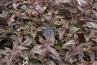 Persicaria microcephala 'Red Dragon' (3580_0.jpg)