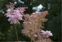 Filipendula rubra 'Venusta' (359_0.jpg)