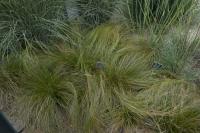 Carex testacea Carex testacea (3628_0.jpg)