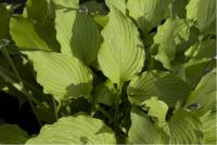 Hosta 'Green Fountain' (3641_0.jpg)