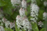 Tiarella 'Spring Symphony' (3682_0.jpg)