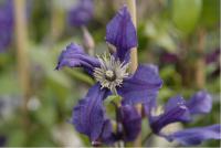 Clematis 'Blue Pirouette' (3724_0.jpg)