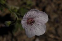 Geranium 'Coombland White' (3753_0.jpg)