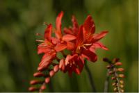 Crocosmia 'Mistral' (3761_0.jpg)