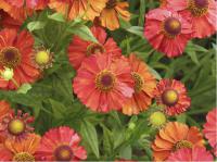 Helenium 'Indianersommer' (3763_0.jpg)