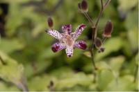 Tricyrtis 'Empress' (3769_0.jpg)