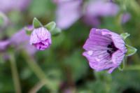 Geranium cinereum 'Ballerina' (376_0.jpg)