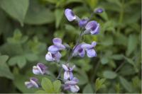 Baptisia australis 'Purple Smoke' (3774_0.jpg)