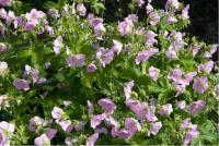 Geranium maculatum 'Chatto' (385_0.jpg)