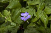 Geranium nodosum (386_0.jpg)