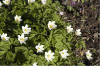 Anemone nemorosa (3873_0.jpg)