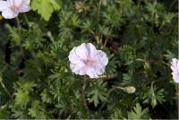 Geranium sanguineum var. striatum (404_0.jpg)