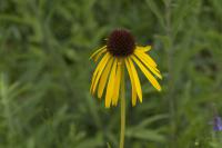 Echinacea paradoxa (4055_0.jpg)