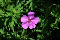 Geranium soboliferum Geranium soboliferum (406_0.jpg)