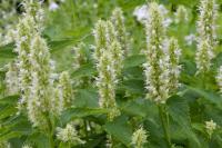 Agastache rugosa 'Alabaster' (40_0.jpg)