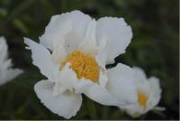 Paeonia lactiflora 'Krinkled White' (4190_0.jpg)