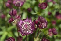 Astrantia 'Moulin Rouge' (4192_0.jpg)