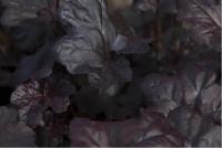 Heuchera 'Obsidian' (4200_0.jpg)