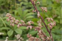 Rodgersia 'Herkules' (4214_0.jpg)