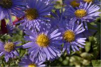 Aster amellus 'Gründer' (4218_0.jpg)