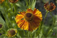 Helenium 'Waltraut' (430_0.jpg)