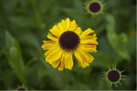 Helenium 'Wyndley' (431_0.jpg)