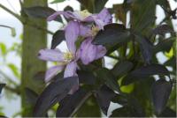 Clematis 'Warwickshire Rose' (4382_0.jpg)