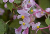 Begonia grandis 'Claret Jug' (4399_0.jpg)