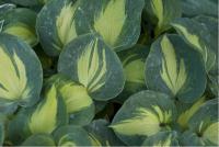 Hosta 'Dream Weaver' (4424_0.jpg)