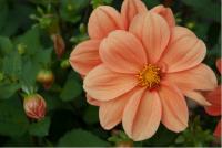 Dahlia 'Catherine Deneuve' (4431_0.jpg)