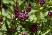 Astrantia major 'Alberta' (4439_0.jpg)