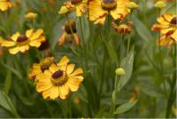 Helenium 'Rauchtopas' (4482_0.jpg)