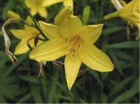 Hemerocallis citrina (451_0.jpg)