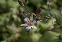 Tricyrtis 'Tojen' (4535_0.jpg)