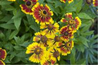 Helenium 'Biedermeier' (4566_0.jpg)