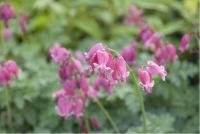 Dicentra 'King of Hearts' (4574_0.jpg)