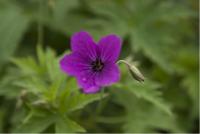 Geranium 'Red Admiral' (4575_0.jpg)