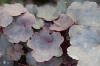 Heuchera 'Starry Night' (4576_0.jpg)