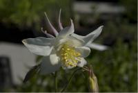 Aquilegia 'Kristall' (4601_0.jpg)