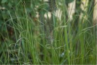 Pennisetum alopecuroides f. viridescens (4627_0.jpg)