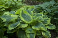 Hosta 'Frances Williams' (467_0.jpg)