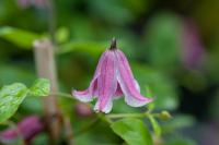 Clematis 'Etoile Rose' (4783_0.jpg)