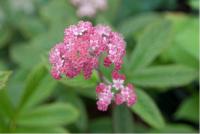 Rodgersia 'Chocolate Wings' (4816_0.jpg)